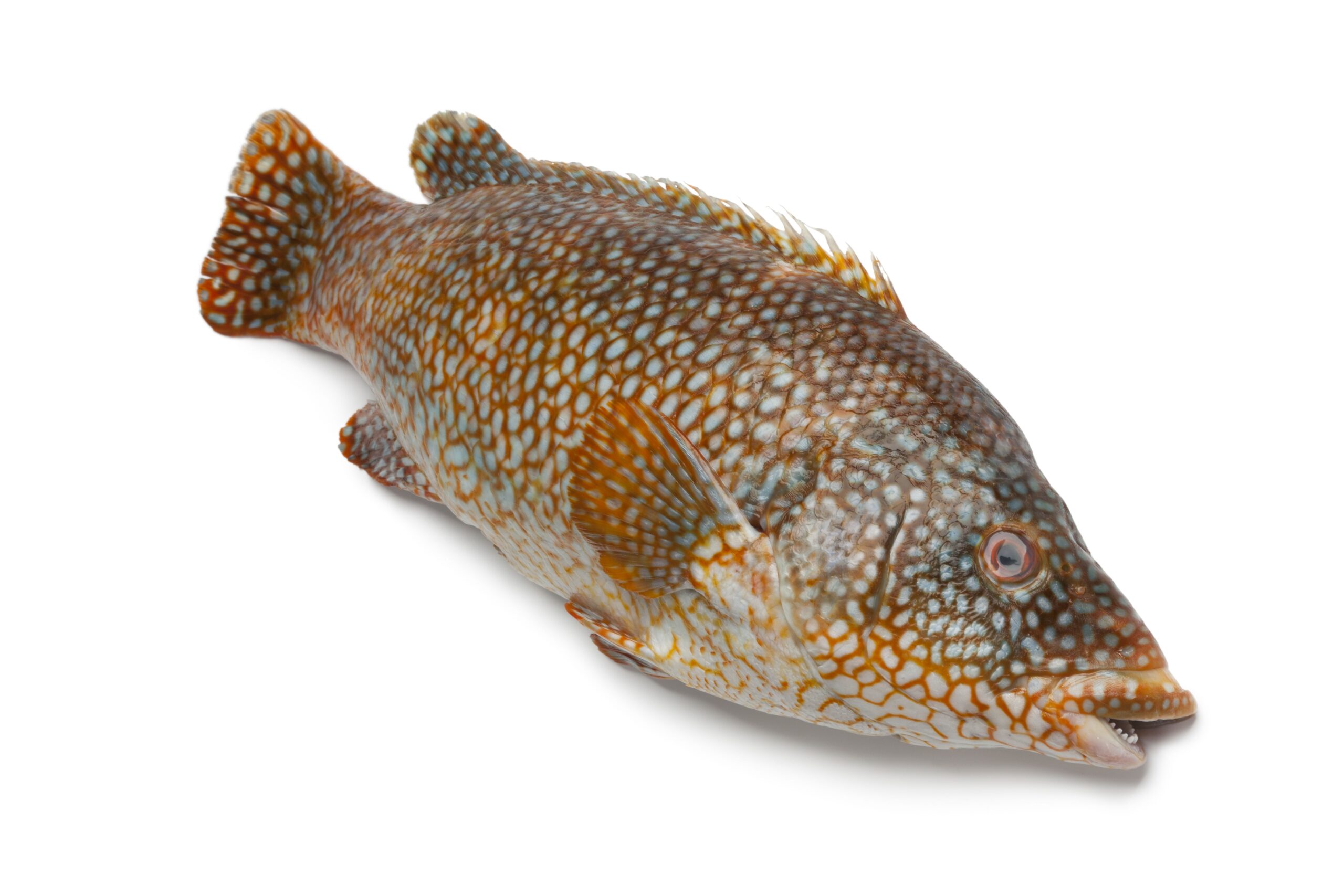 Hamour-Fish-1-scaled-1